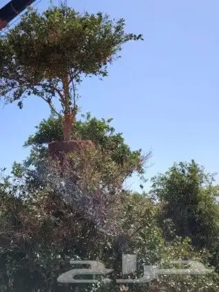 يوجد لدينا جميع انواع الاشجار النخيل والزيتون والبرتقال 5