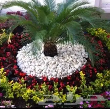 مزارع شتل 11