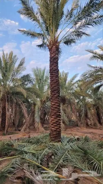 نخل عربي وهلالي 5