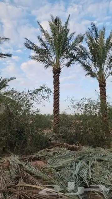 نخل عربي وهلالي 6