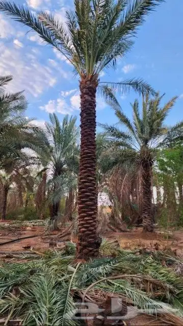 نخل عربي وهلالي 3