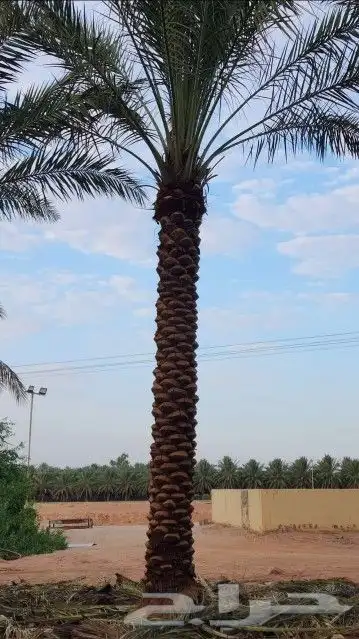 نخل عربي وهلالي 0