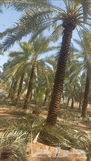 نخل عربي وهلالي 8