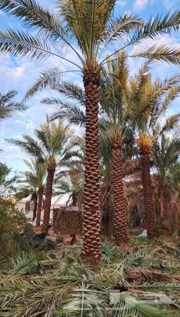 نخل عربي وهلالي 4