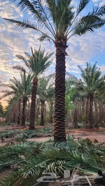 نخل عربي وهلالي 2