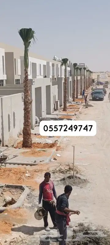 نخيل واشنطن 2