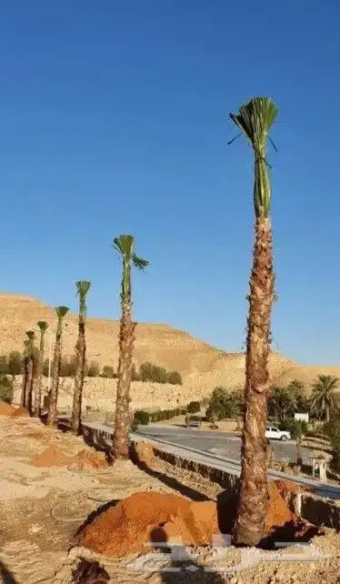 نخل واشنطني زينه رقم واحد لتواصل وتركيب ابو ياسمين 053763173 3