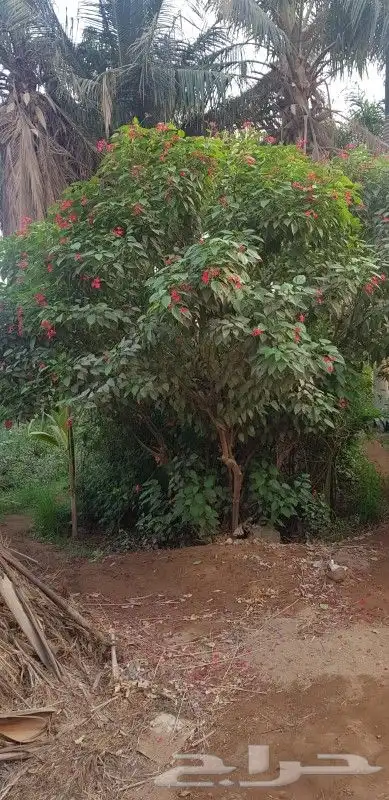 مشتل لبيع الاشجار وقص وكريب النخيل 9