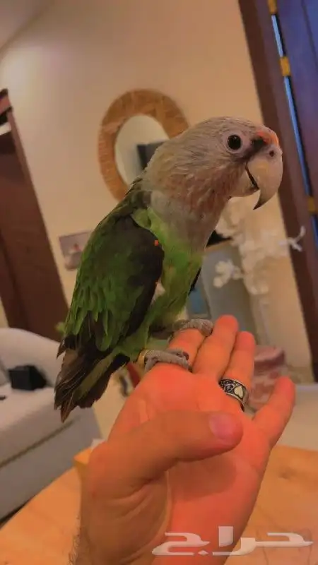 ببغاء كيب باروت النادر متكلم قمه في الولافه لأصحاب التميز 2