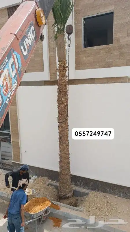 نخيل واشنطن 1