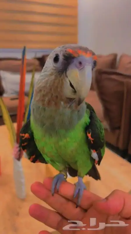 ببغاء كيب باروت النادر متكلم قمه في الولافه لأصحاب التميز 5