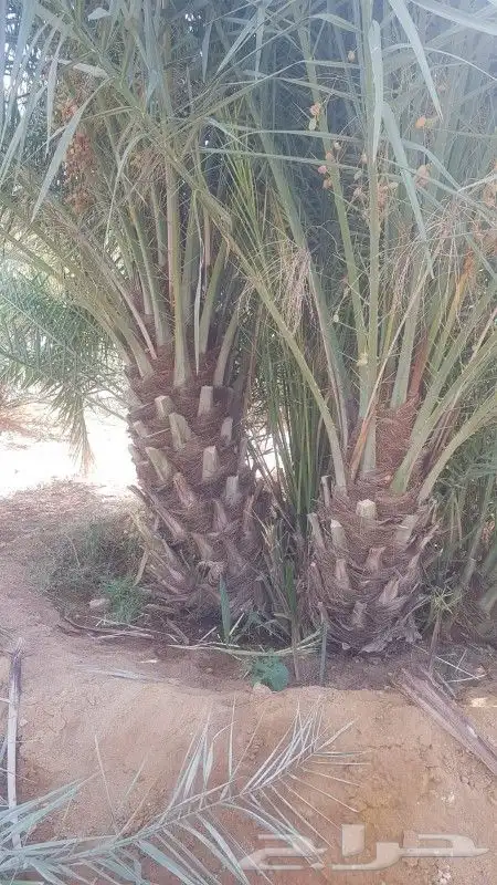 مقاول شبوك ونخيل ج 4