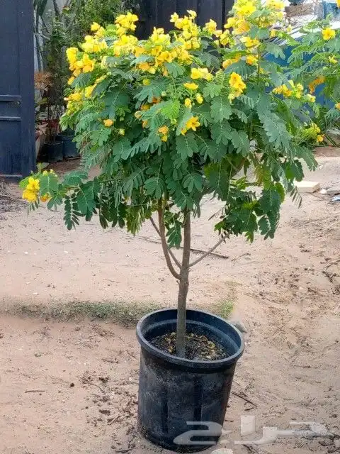 كل ما يخص الحدائق الزراعيه طبيعي وشبكات الري قص نخيل قص واشج 9