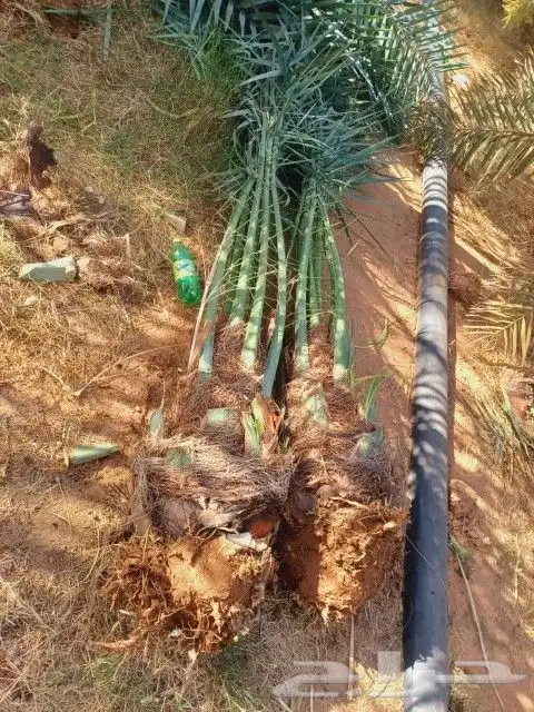 سلام عليكم يوجد لدينا جميع انواع انخيل صقعي ومجدول برحي 1