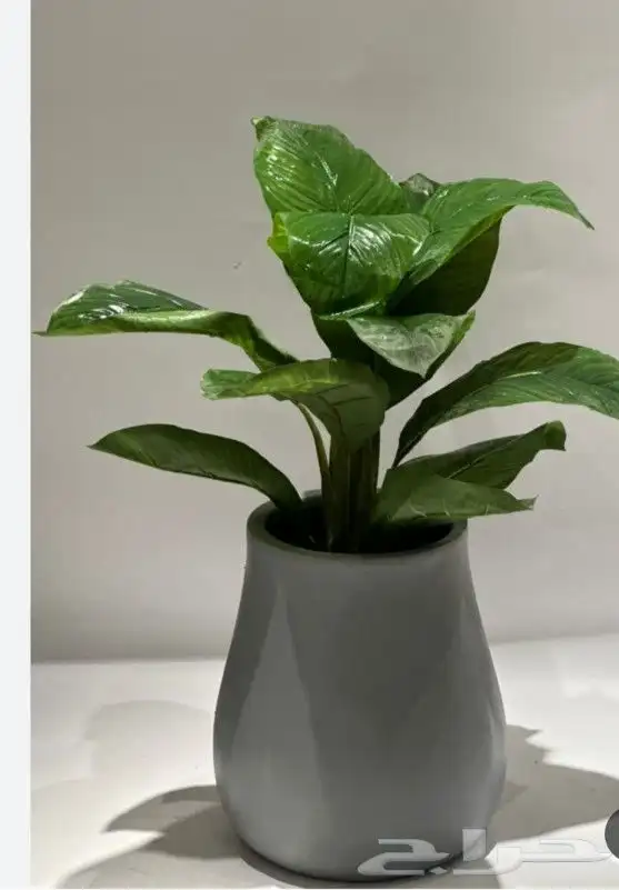 كل ما يخص الحدائق الزراعيه طبيعي وشبكات الري قص نخيل قص واشج 5