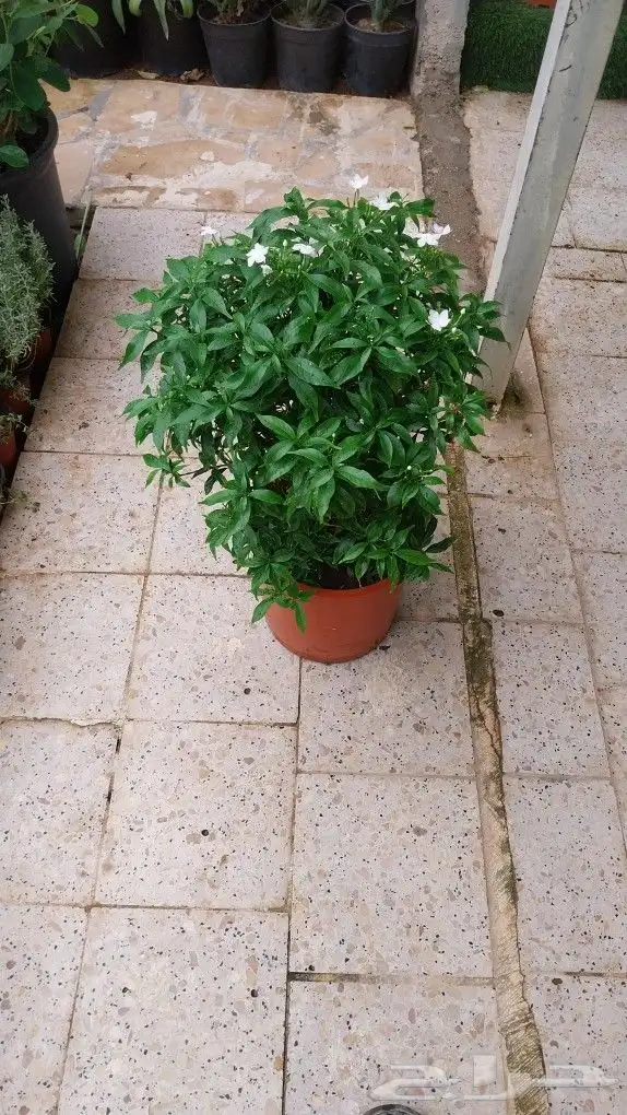 كل ما يخص الحدائق الزراعيه طبيعي وشبكات الري قص نخيل قص واشج 3