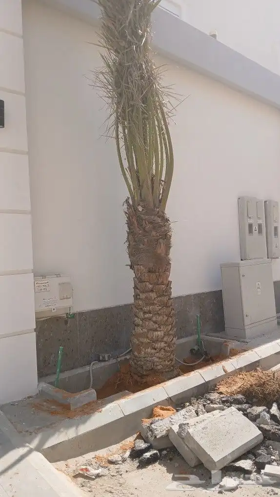 مشتل لبيع الاشجار وقص وكريب النخيل 4