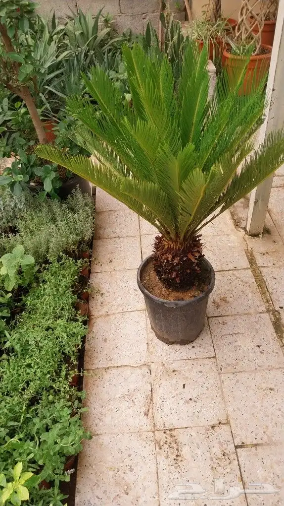 كل ما يخص الحدائق الزراعيه طبيعي وشبكات الري قص نخيل قص واشج 4