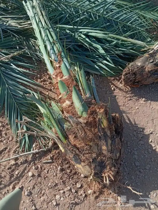 نخل وجثايث القصيم نخل طيب اسعر معقوله 3