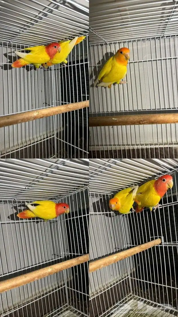 زوج اورنج و رد اوبلاين 0