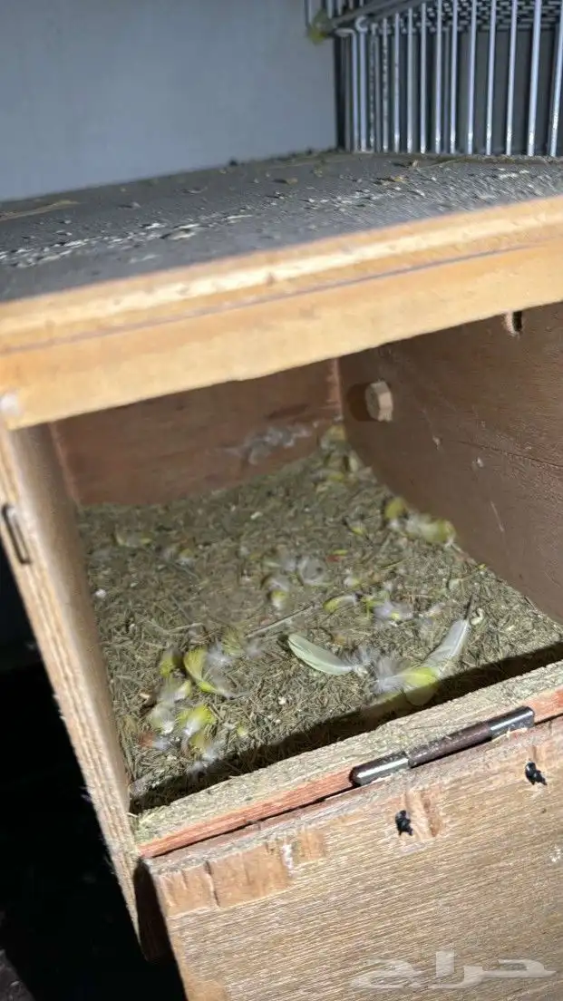 زوج اورنج و رد اوبلاين 1