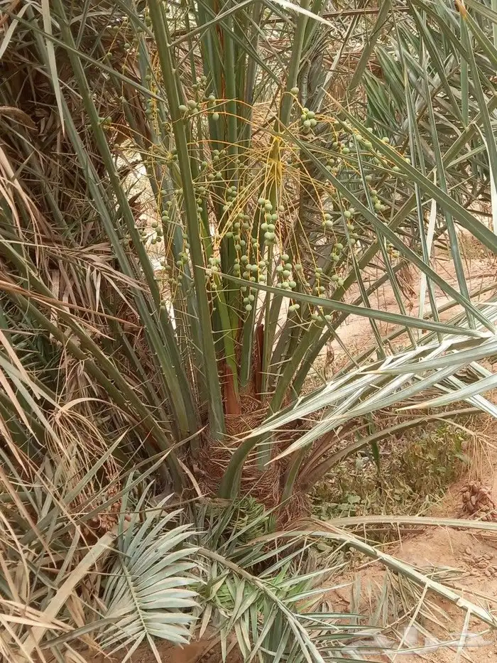 سلام عليكم يوجد لدينا جميع انواع انخيل صقعي ومجدول برحي 3