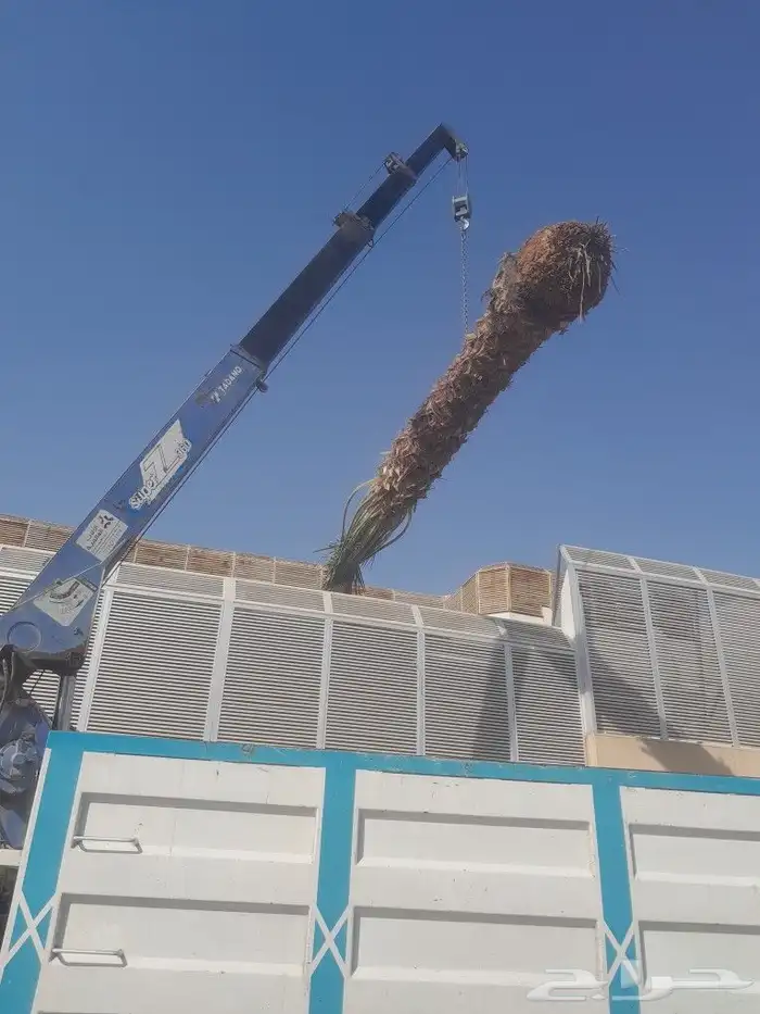تكريب تنظيف وترتيب نخل بجميع انواعه عربي وشنطني 2