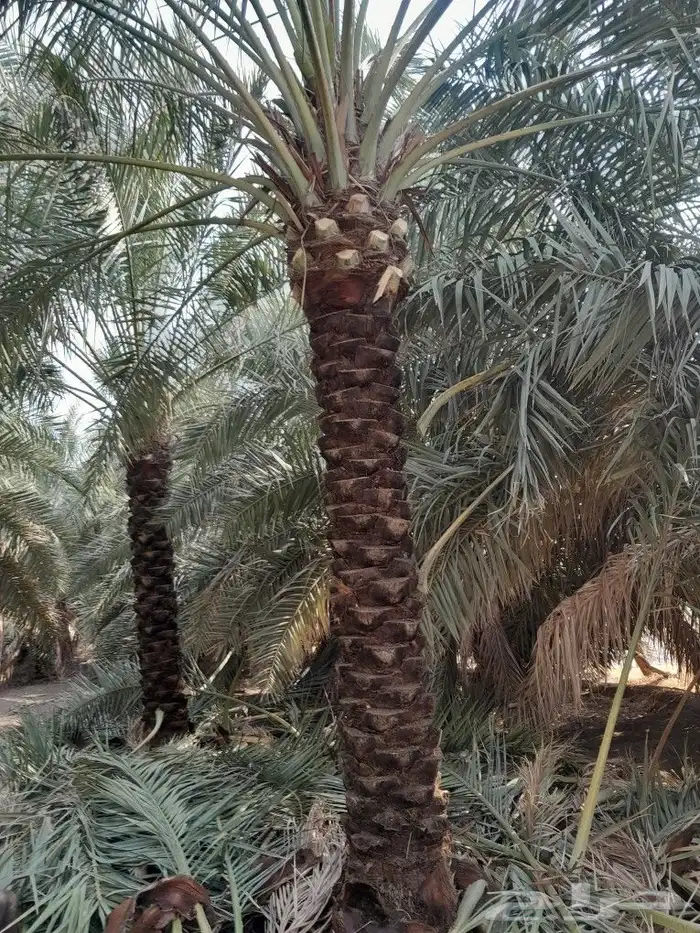 تكريب تنظيف وترتيب نخل بجميع انواعه عربي وشنطني 4