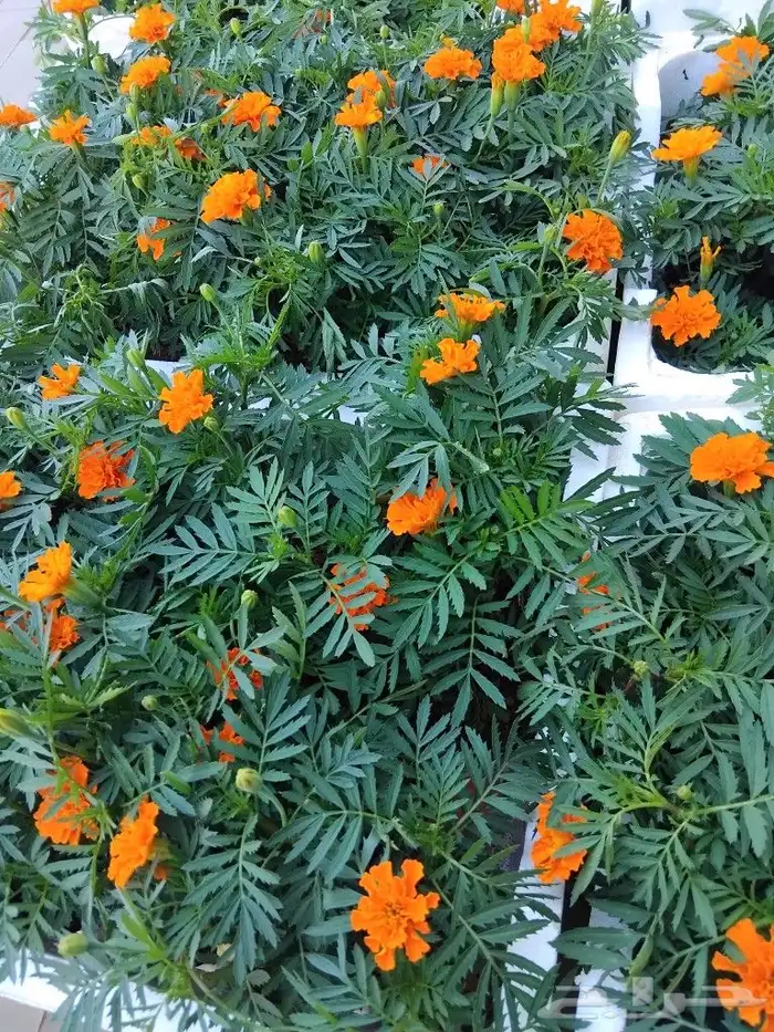 مزارع شتل 10