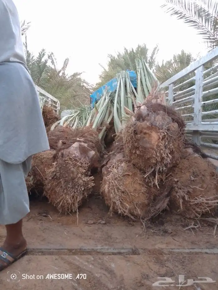 نخل وجثايث القصيم نخل طيب اسعر معقوله 1