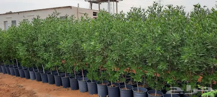 زراعة نخيل عربي وشنطني زراعة أشجار زرعة ثيل شبكت ري 9