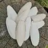 سيريلاك عظم حبار 4