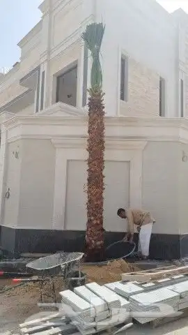 نخل واشنطن 2