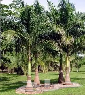 اختار زرعك باقل الاسعار خدمات الزراعه وتنسيق الحدائق عروض 0