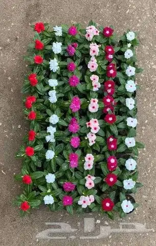 مزرعة الياسمين 9