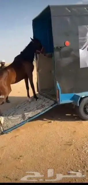 عربة نقل خيل 0