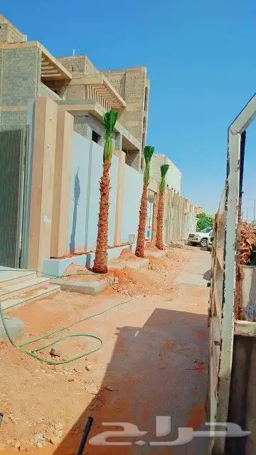نخل واشنطن 3