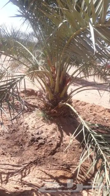 زراعة نخيل عربي وشنطني زراعة أشجار زرعة ثيل شبكت ري 8