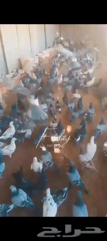 حمام مشكل للبيع نضيف شرط 0