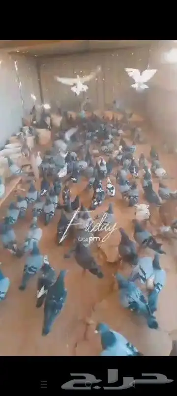 حمام مشكل للبيع نضيف شرط 1