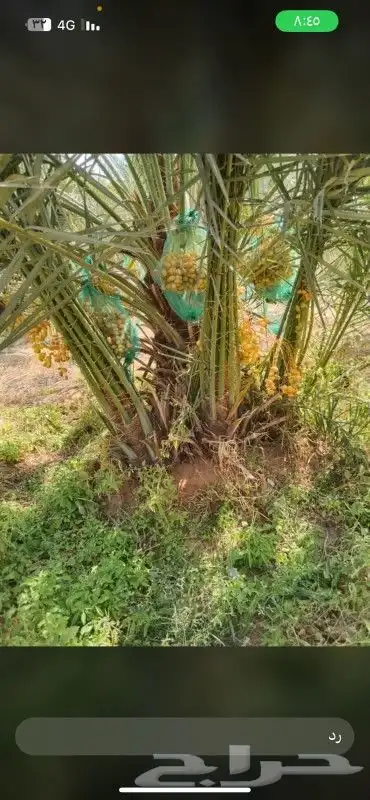 بيع وشرا نخيل 9