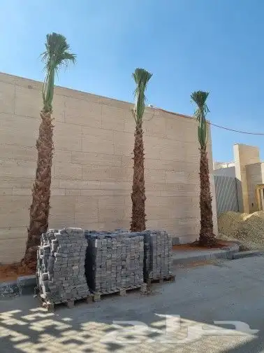 نخل واشنطن 1
