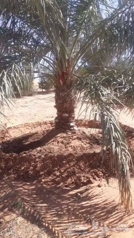 زراعة نخيل عربي وشنطني زراعة أشجار زرعة ثيل شبكت ري 7