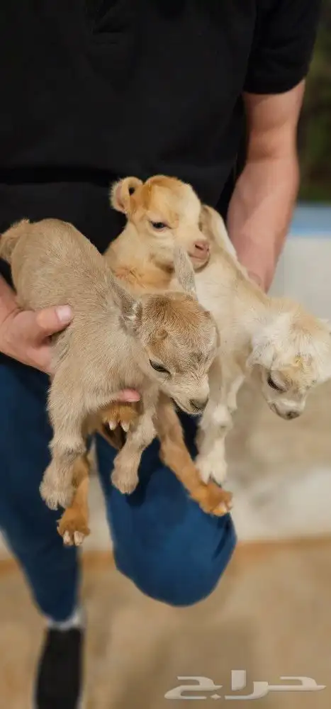 ماعز قزم او قزمي معزا وتيوس مواليد فواخر 4