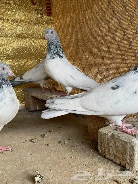 قولدن  رام 6