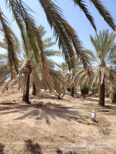 اختار زرعك باقل الاسعار خدمات الزراعه وتنسيق الحدائق عروض 2