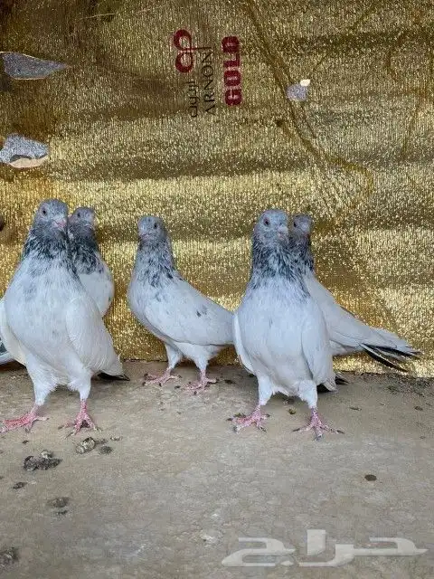 قولدن  رام 3