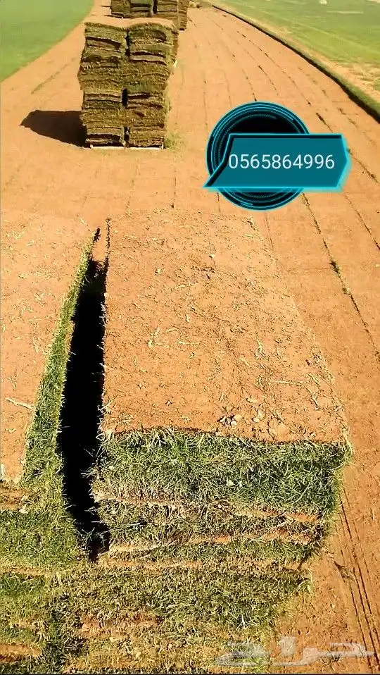 ثيل طبيعي سي ألفين 1