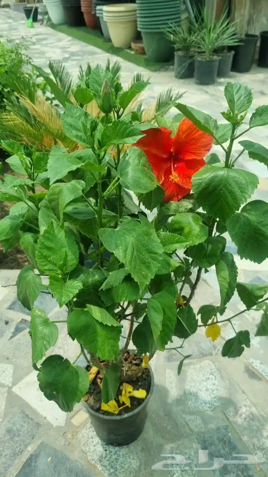 تنسيق_حدائق  صيانه_حدائق 7