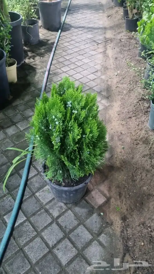 تنسيق_حدائق  صيانه_حدائق 4